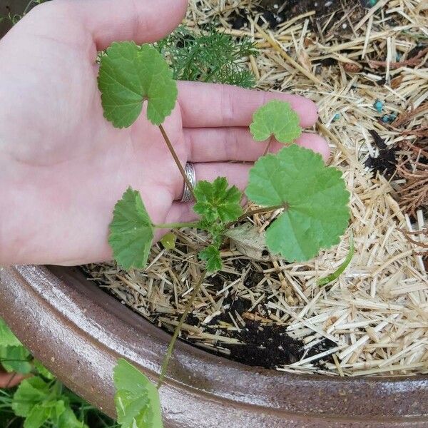 Malva pusilla Hábito