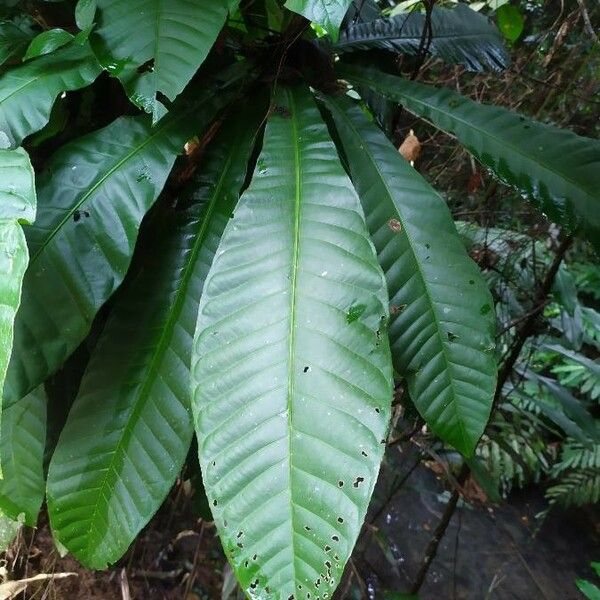 Barringtonia macrocarpa Leaf