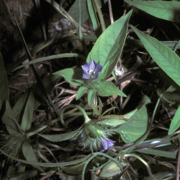 Jacquemontia tamnifolia Flower