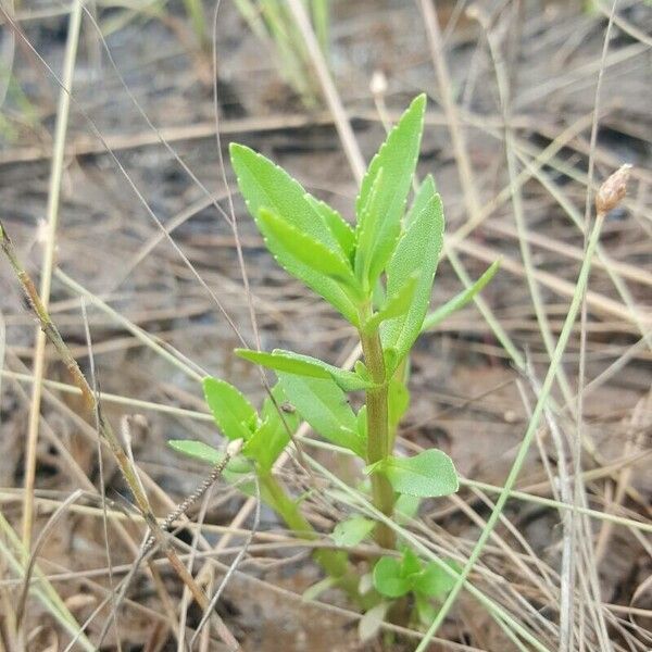 Bacopa crenata 樹皮