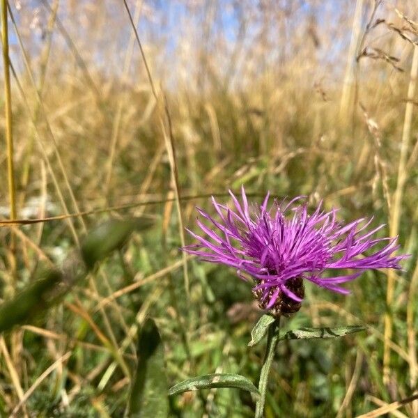 Centaurea jacea Çiçek