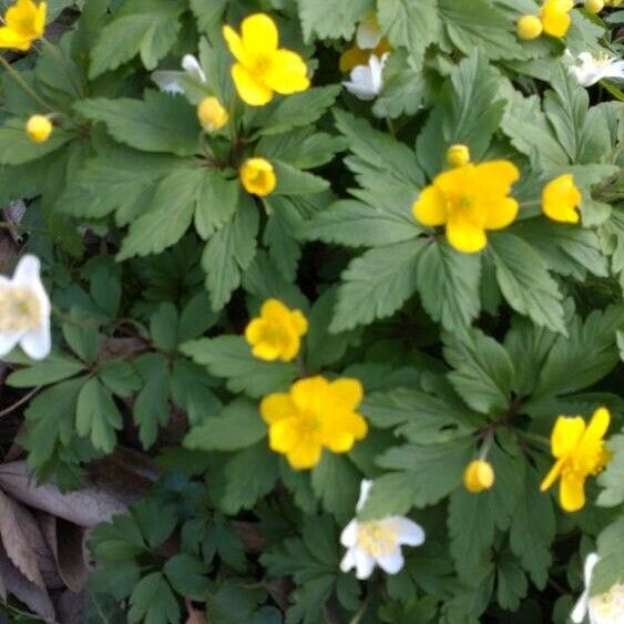 Anemonoides ranunculoides Blomma