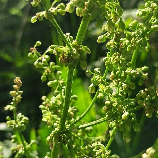 Rumex confertus Flower