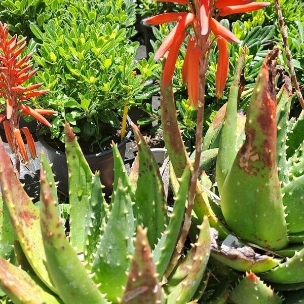 Aloe brevifolia Blodyn