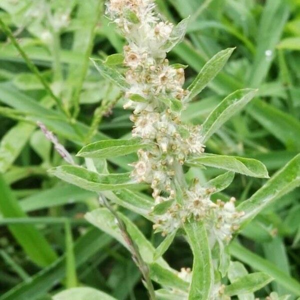 Gamochaeta purpurea Flors