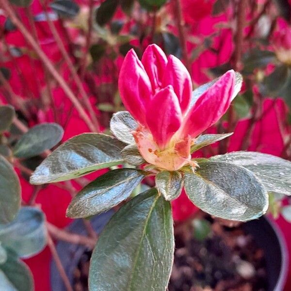 Rhododendron indicum Levél