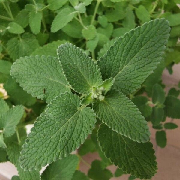 Nepeta cataria Leaf