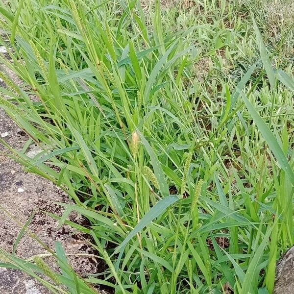 Setaria verticillata Habitus