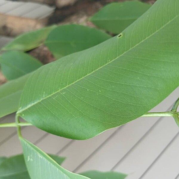 Cassia fistula Leaf