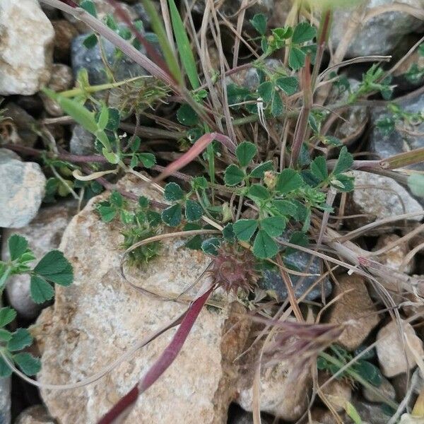 Medicago littoralis برگ