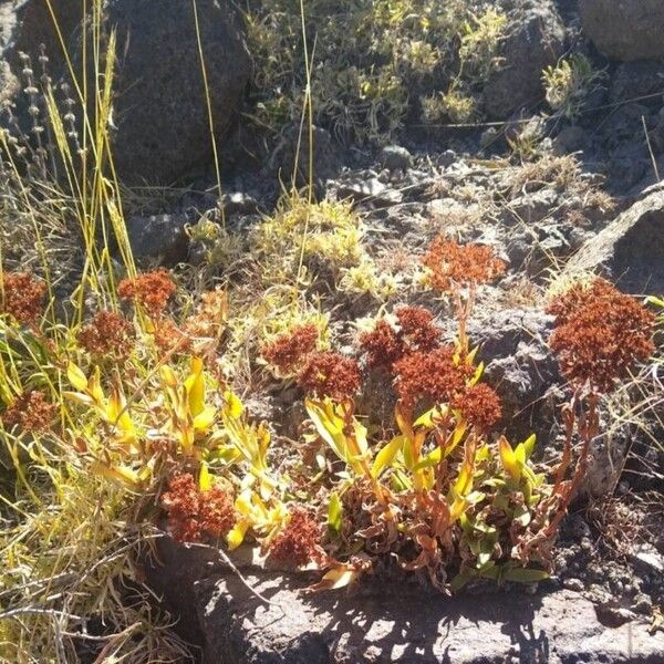 Crassula alba फूल