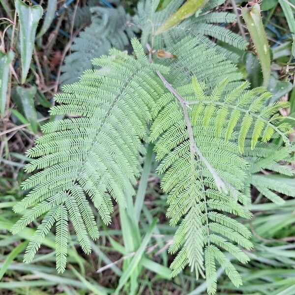 Acacia dealbata Frunză