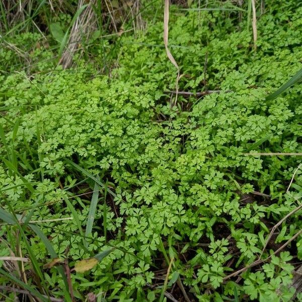 Anthriscus cerefolium Hábito