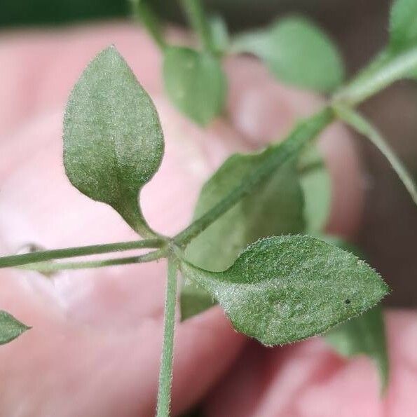 Stellaria apetala Leaf