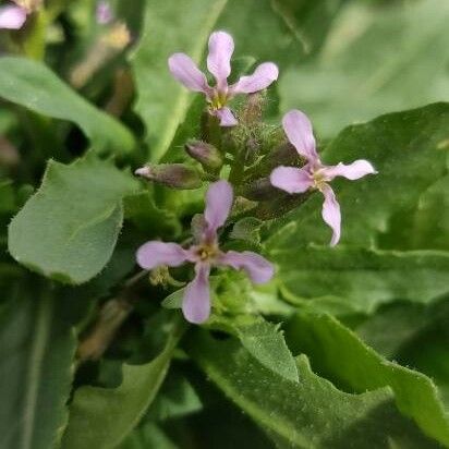 Chorispora tenella Fleur