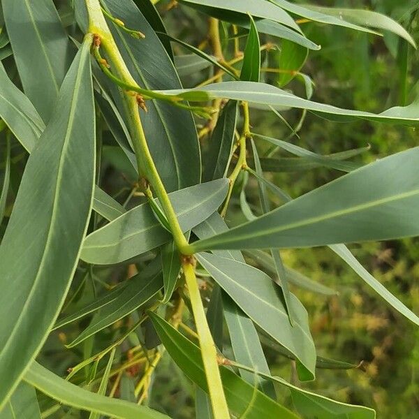 Acacia retinodes Blad