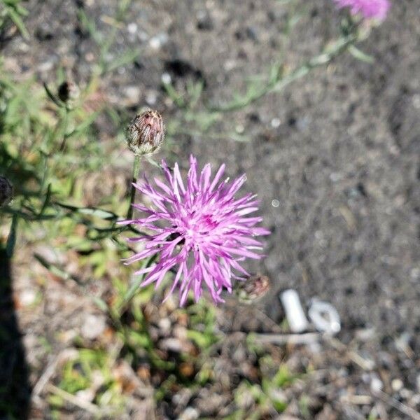 Centaurea paniculata Flower