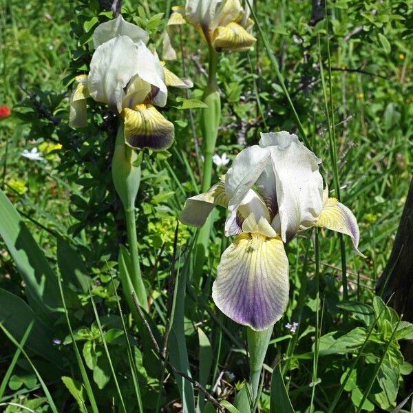 Iris albicans Kvet