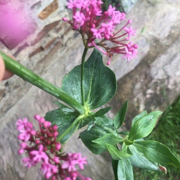 Centranthus ruber Fuelha