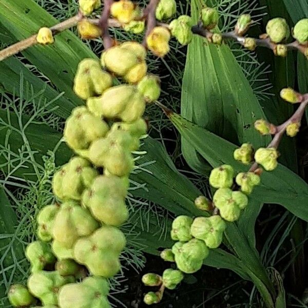 Crocosmia × crocosmiiflora 果