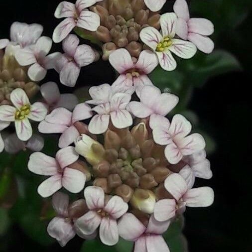 Aethionema saxatile Flower