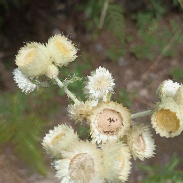 Helichrysum foetidum Blomma