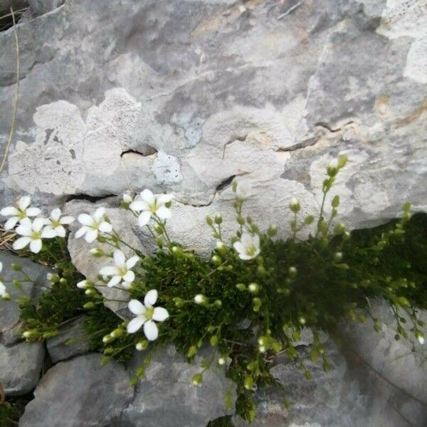 Arenaria grandiflora Flor