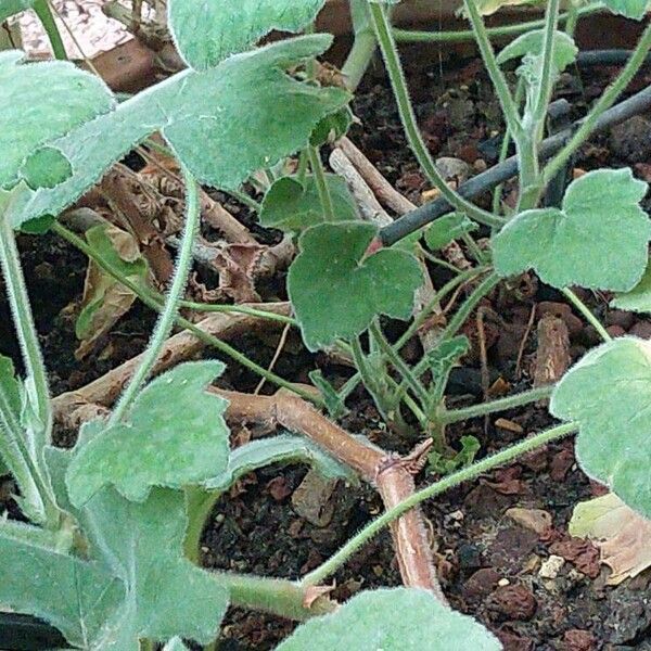 Pelargonium tomentosum Bark