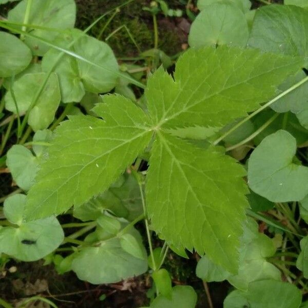 Cryptotaenia canadensis Leaf