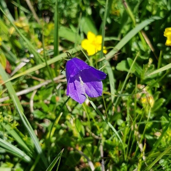 Campanula scheuchzeri Flower