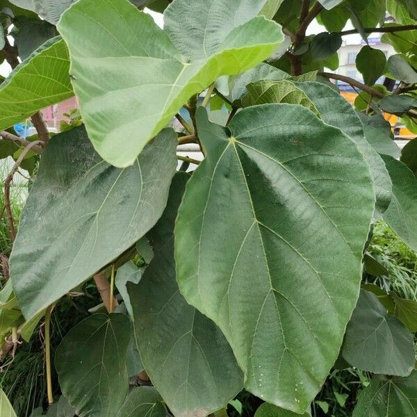 Ficus auriculata Leaf