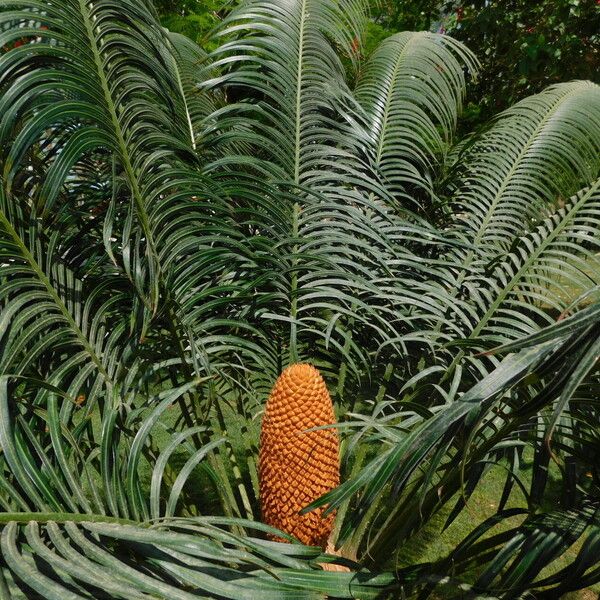 Cycas circinalis Ffrwyth