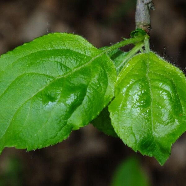 Malus sylvestris Blad