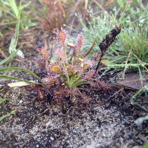 Drosera intermedia 花