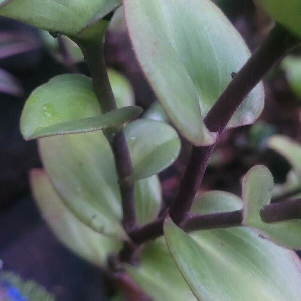 Tradescantia fluminensis 葉