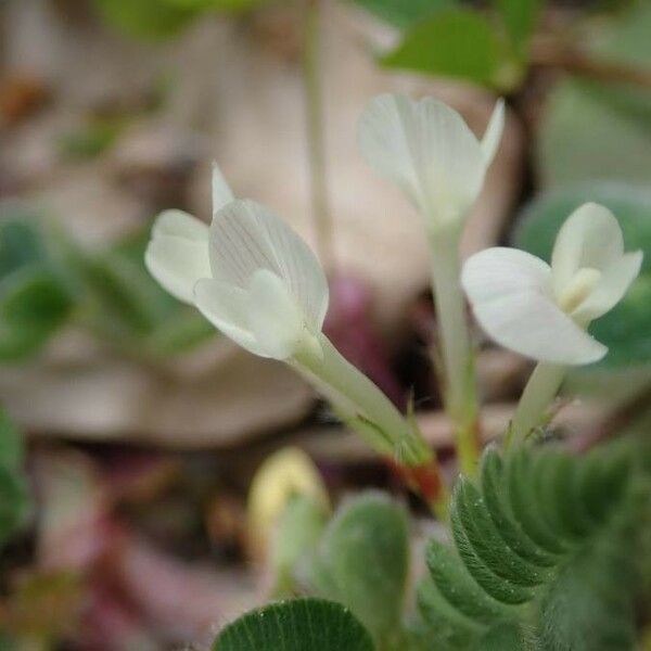Trifolium subterraneum Blomst