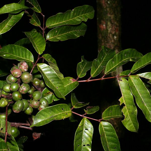 Protium tenuifolium Fruit