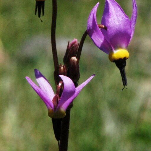 Primula jeffreyi Flor