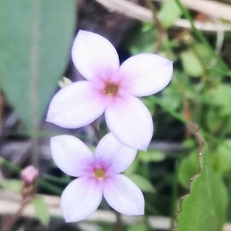 Houstonia pusilla Flower