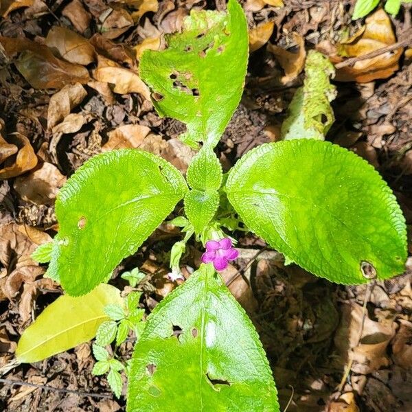 Nautilocalyx melittifolius Plante entière