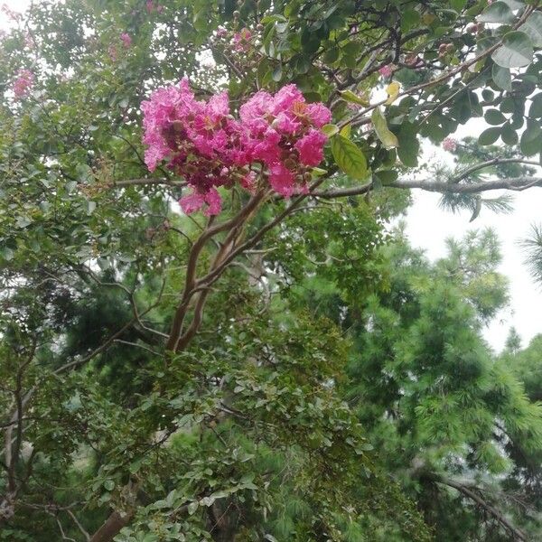 Lagerstroemia indica Çiçek