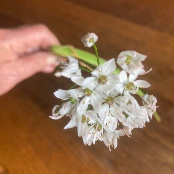 Allium trifoliatum Blomma