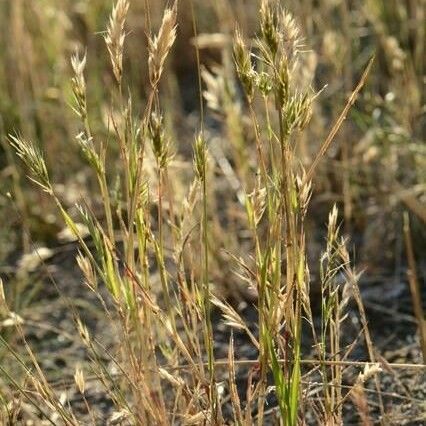 Anthoxanthum aristatum Habit