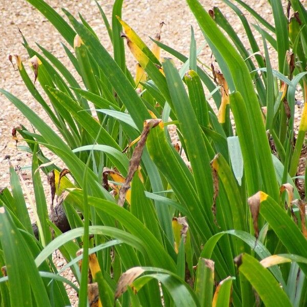 Crinum americanum Leaf