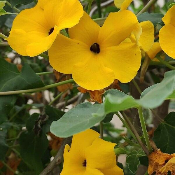 Uncarina peltata Žiedas