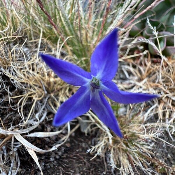 Campanula herminii Flower