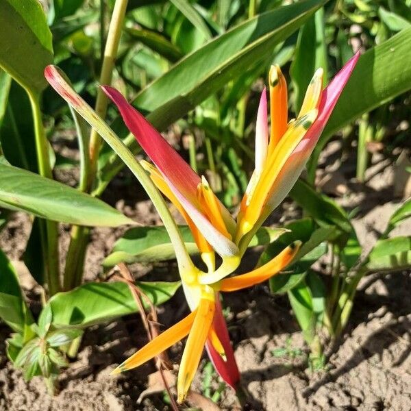 Heliconia psittacorum Bloem