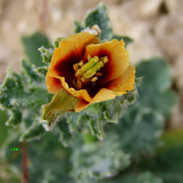 Glaucium corniculatum Blodyn