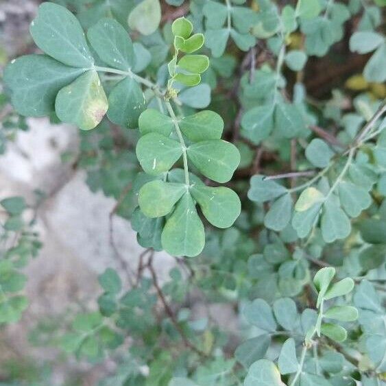 Coronilla valentina Листок