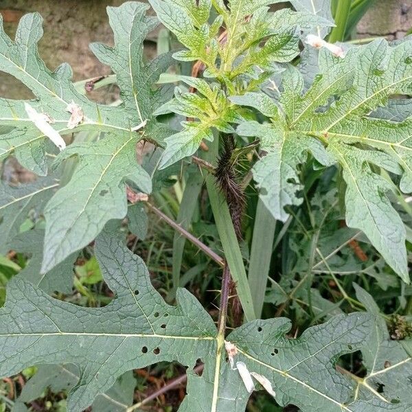 Solanum aculeatissimum Лист